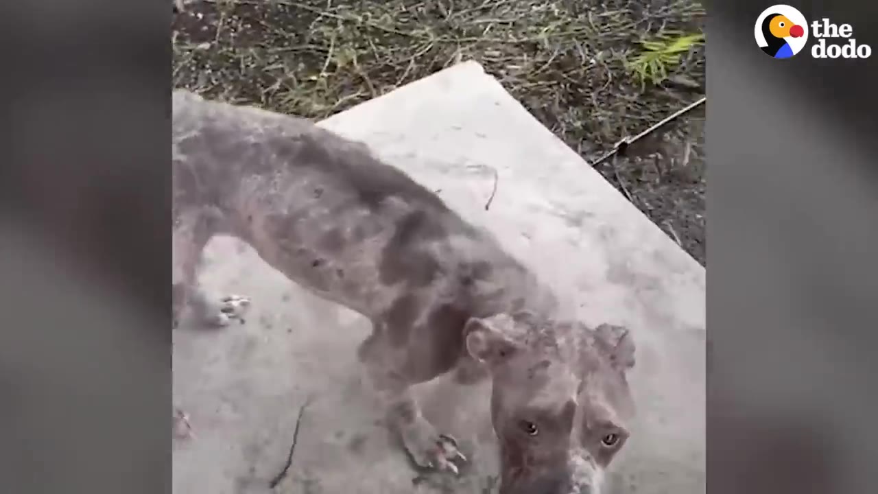 A thin, gray dog looking up at the camera with gentle eyes while standing on a concrete surface outside.