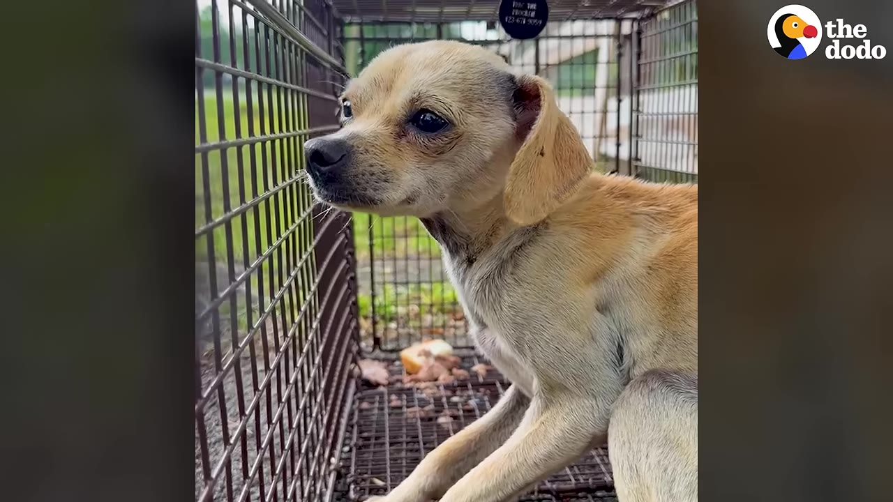 A small, tan, short-haired dog sits inside a wire cage trap, looking out through the metal bars.