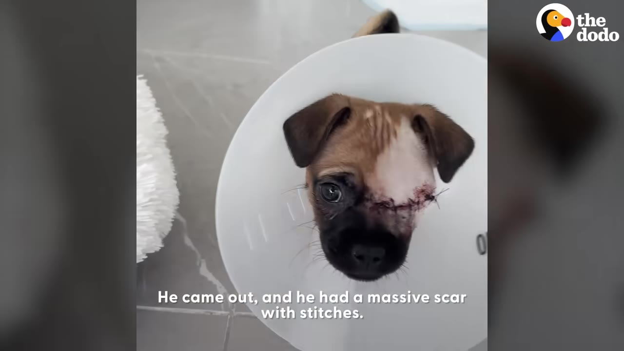 A close-up of a small brown puppy wearing a white protective cone, showing a prominent surgical scar with stitches over its left eye.