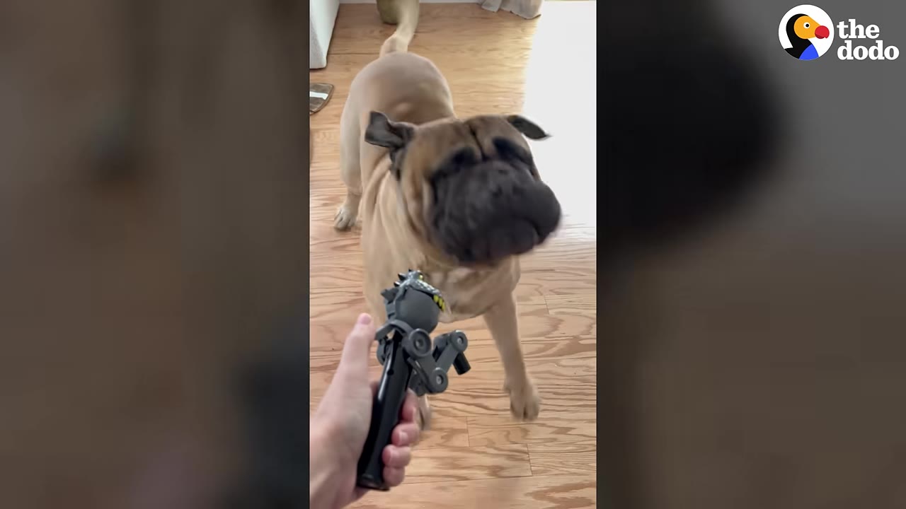 A large tan mastiff dog backing away with a startled expression as a person holds up a small grey toy.