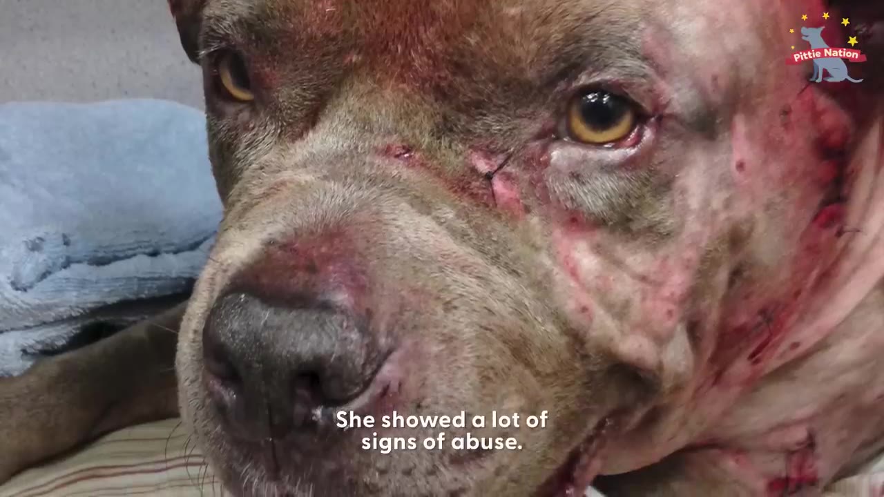 A close-up of a pit bull's face showing severe scars, redness, and signs of physical abuse around her eyes and muzzle.