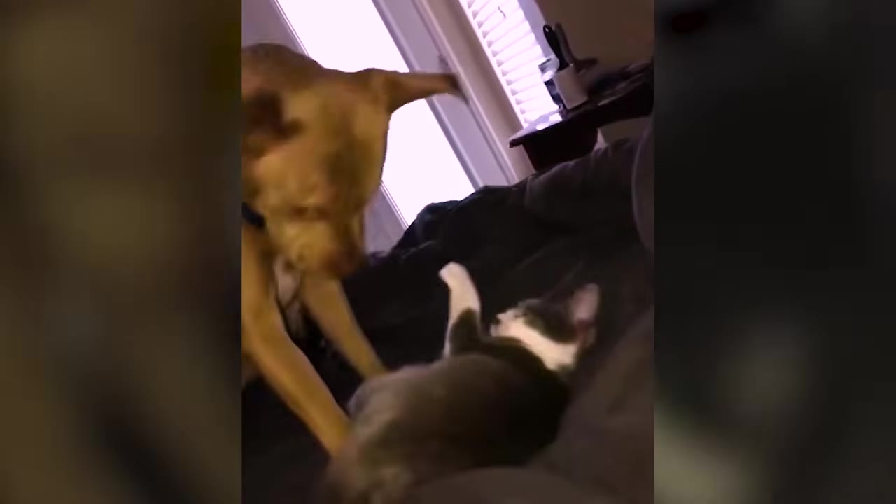 A tan dog leaning over a grey and white cat lying on a couch.