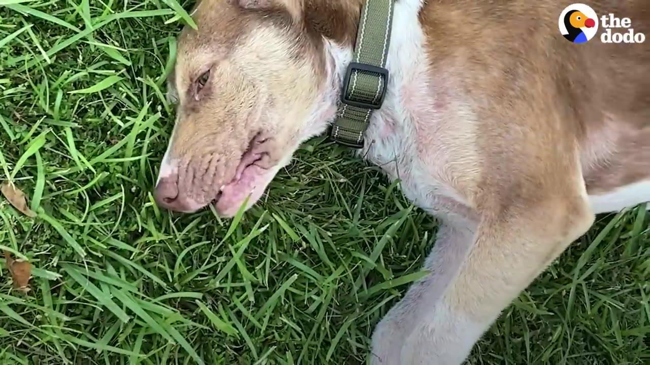 A brown and white dog wearing a green collar lies on green grass.