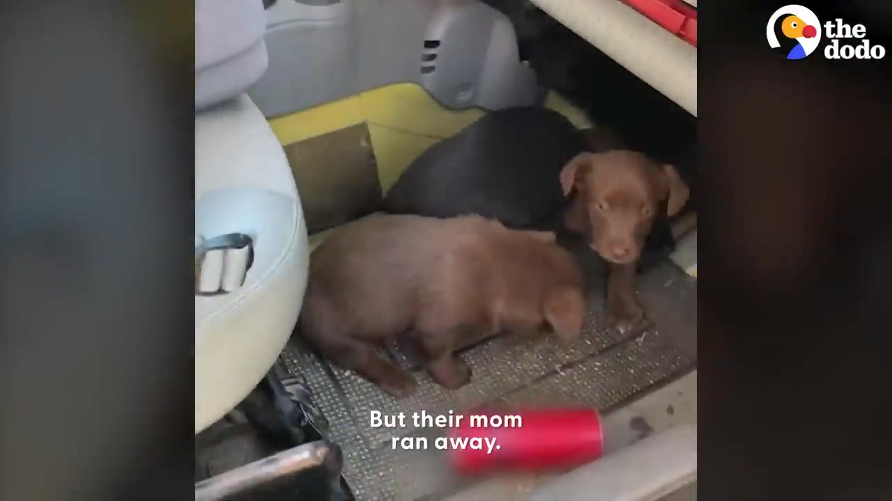 Two small brown puppies resting on the floor inside a vehicle near a car seat.