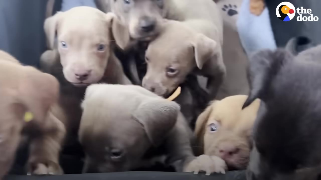 A close-up view of a litter of young light brown and grey puppies bundled together.