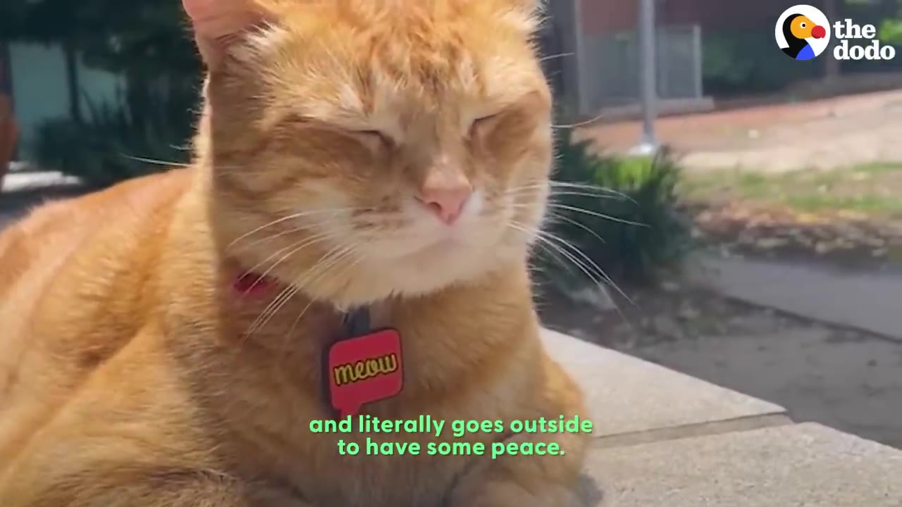 An orange tabby cat sitting outdoors with its eyes peacefully closed, wearing a pink collar tag that says meow.