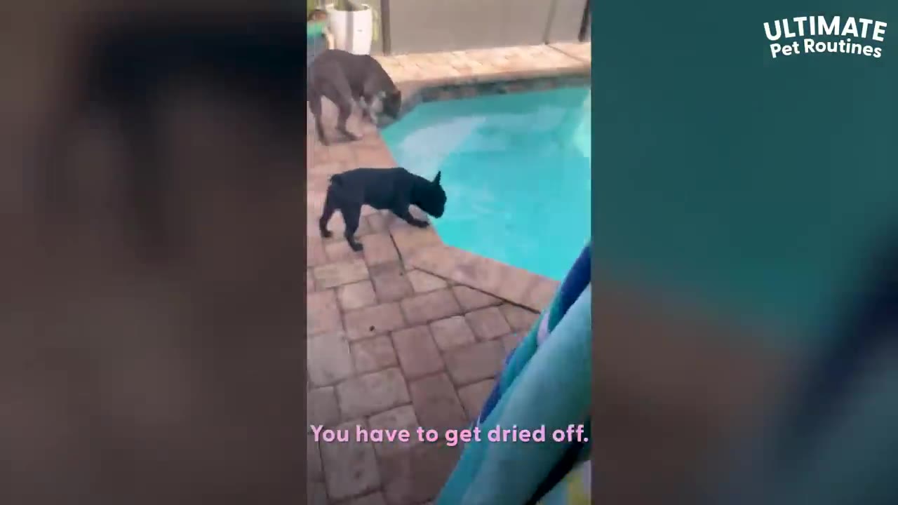 A person holding a towel poolside near two dogs with caption 'You have to get dried off.'