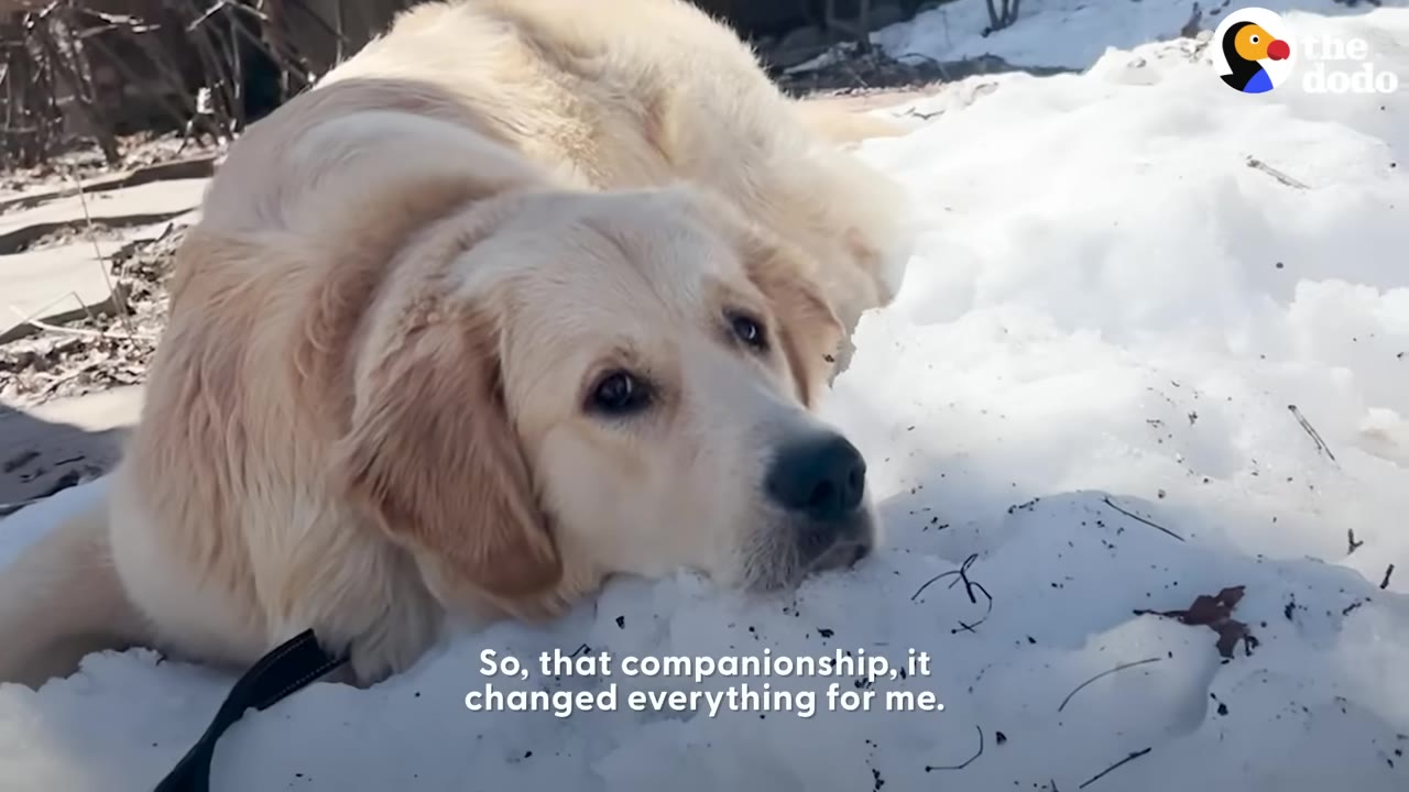 A golden retriever lying down outdoors with its head resting on a patch of snow.