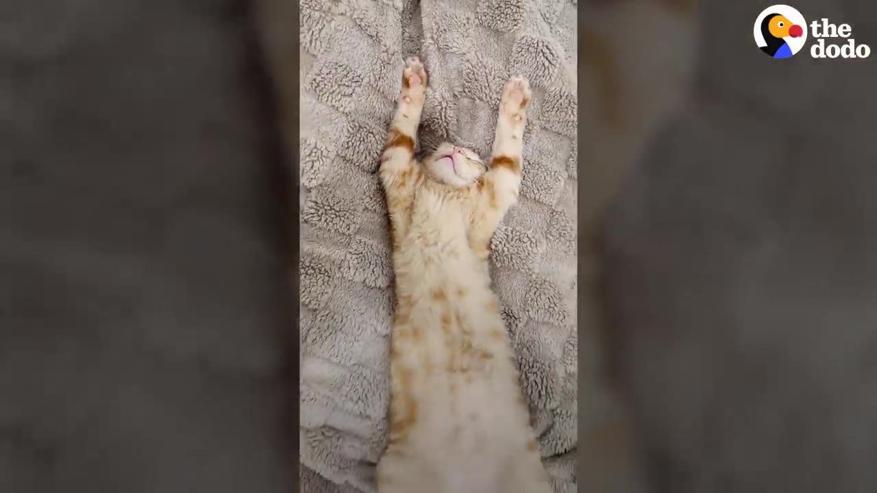 An orange and white tabby kitten lying flat on its back on a grey textured blanket, stretching its front paws straight up in a relaxed pose.