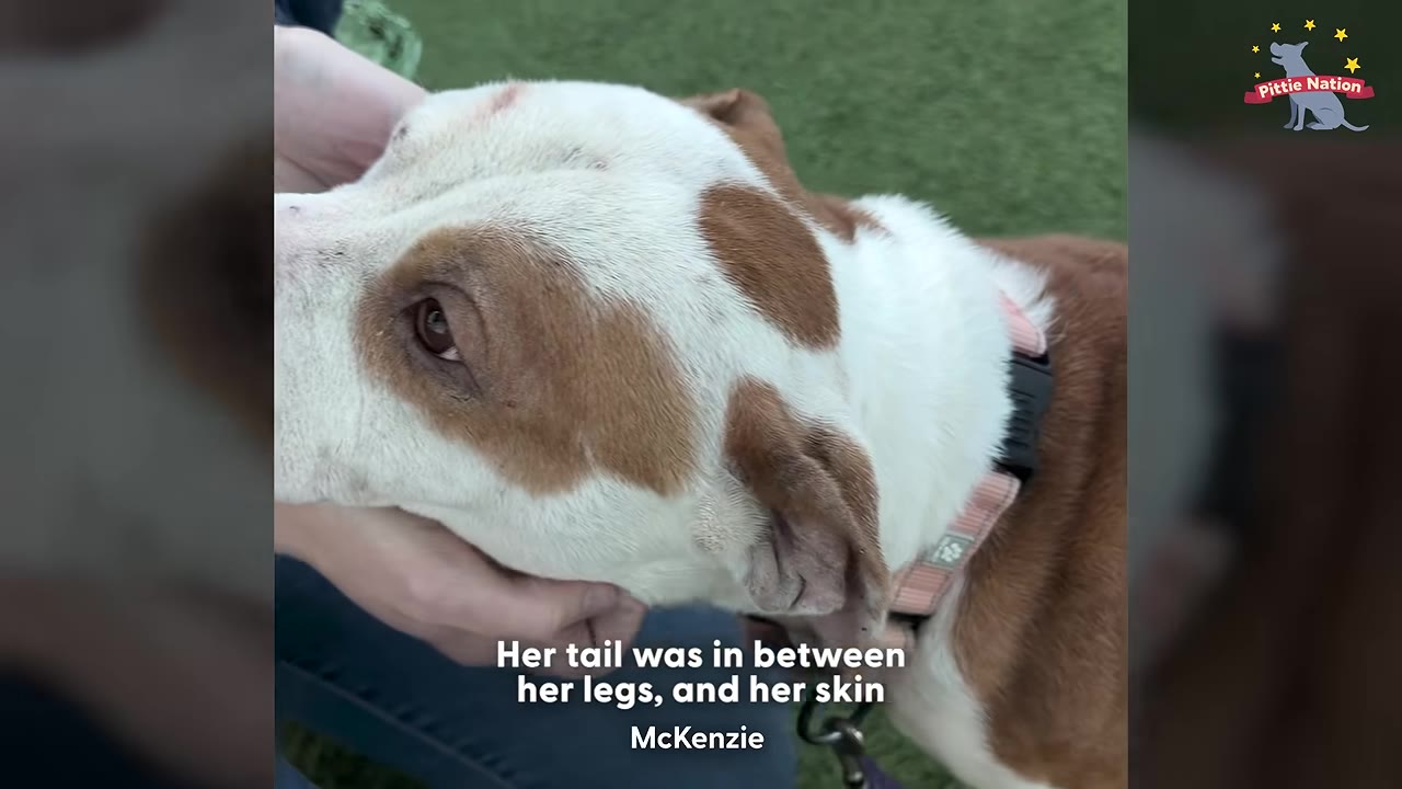 A close-up of a brown and white dog with sad eyes being gently cradled by a person's hands.