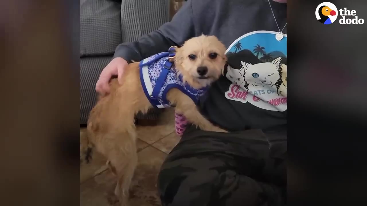 A small tan dog wearing a blue harness stands on its hind legs, leaning against a person wearing a grey sweatshirt with a cat graphic.