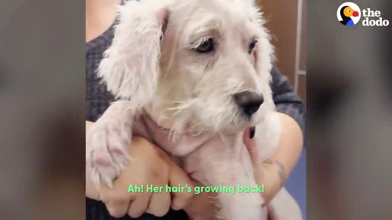 A close-up view of a small white dog being gently held, showing fresh white fur growing back on its face and body.