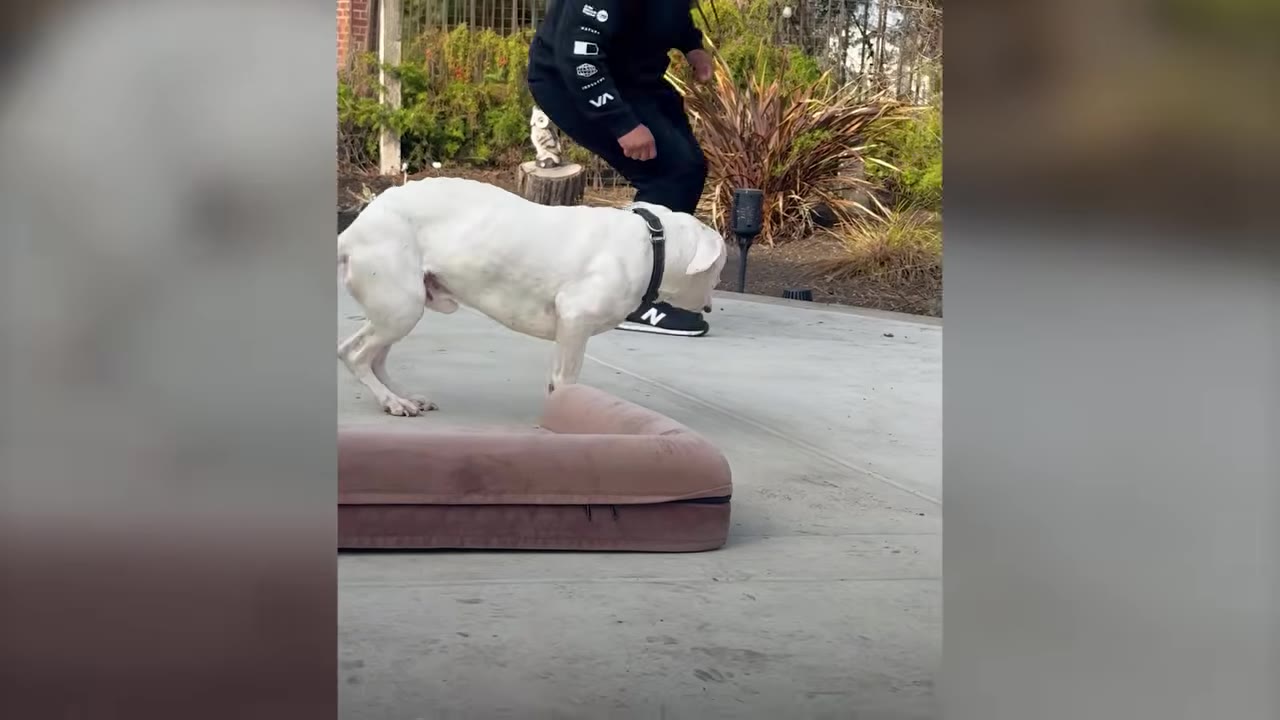 A white pit bull stands on a concrete patio outdoors near a brown dog bed as a person stands nearby.