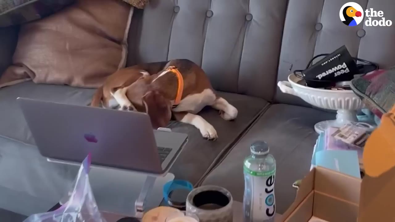 A brown and white dog wearing an orange collar lies curled up on a grey couch next to a laptop.