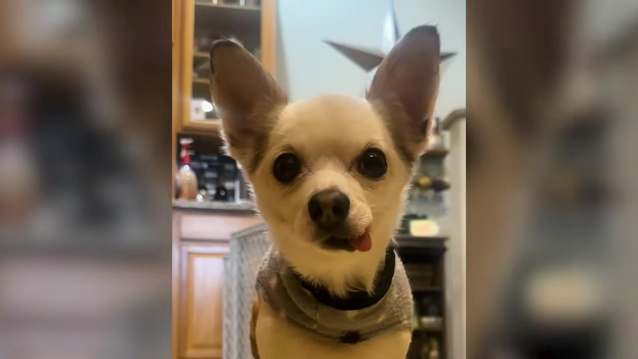 A close-up portrait of a small white and brown chihuahua wearing a gray shirt and looking directly at the camera indoors.
