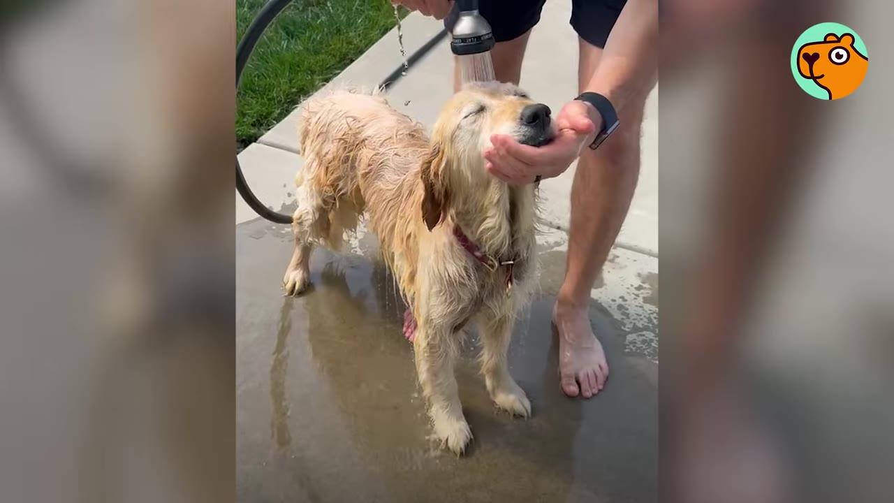 A person using a hose attachment to gently rinse water over a wet golden retriever's head while cradling its chin.