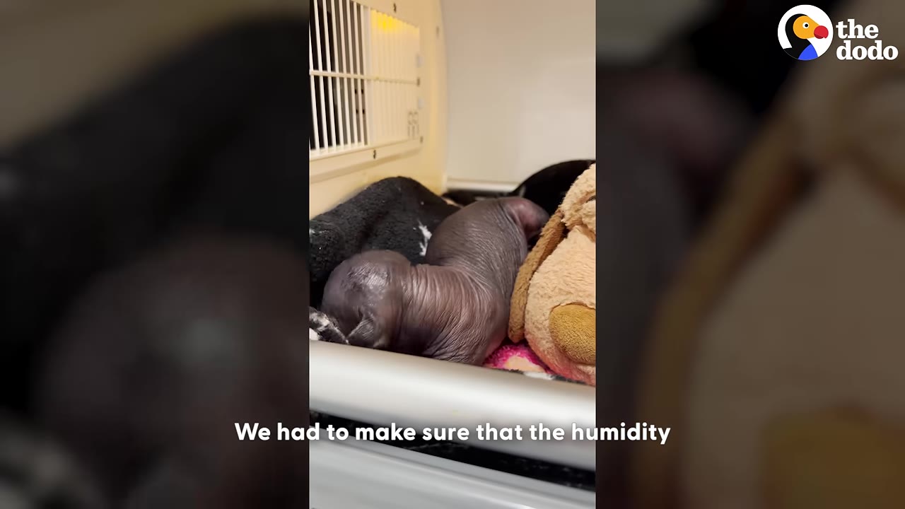 A close-up of a hairless puppy with wrinkled grey skin resting next to a plush toy.