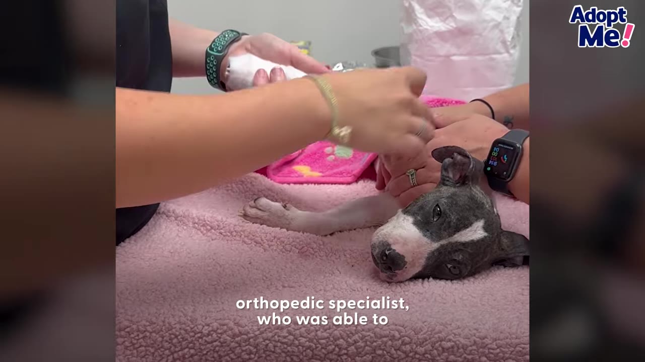A small puppy lying on a pink towel on a medical examination table while hands carefully attend to its leg.