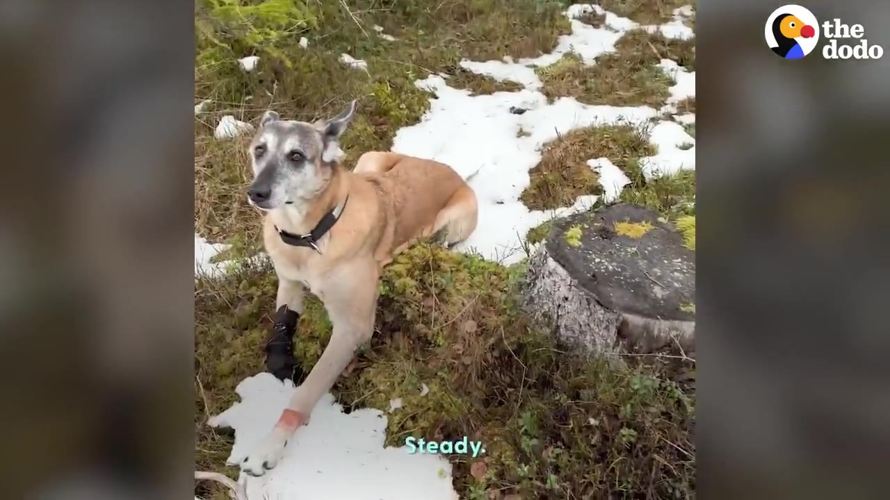 A tan and grey dog lying on mossy, snow-covered ground outdoors near a tree stump.