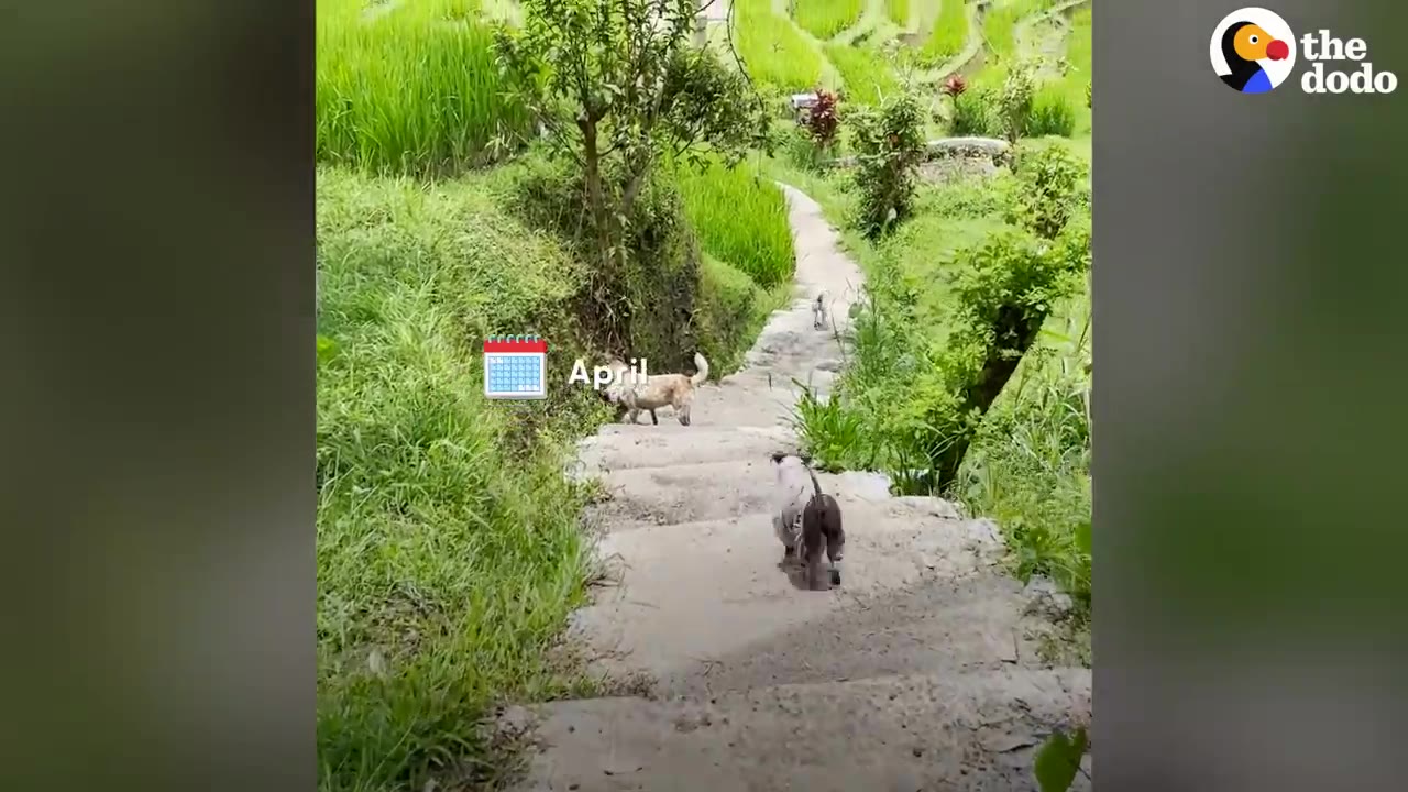 Dogs walking along a stone path down a hill surrounded by lush green rice terraces and plants.