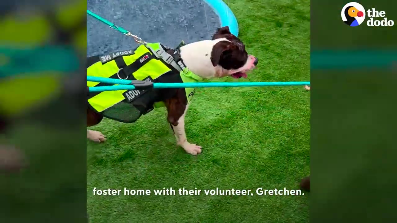 A brown and white dog wearing a neon yellow and green harness marked Adopt Me stands on green turf.