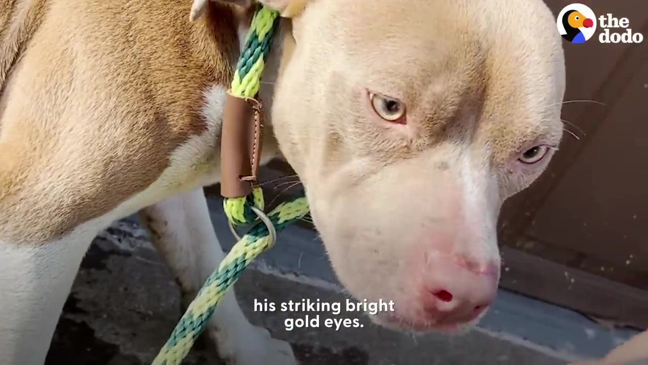 A close-up view of a light brown and white dog wearing a green slip lead leash, showing his bright light-colored eyes.