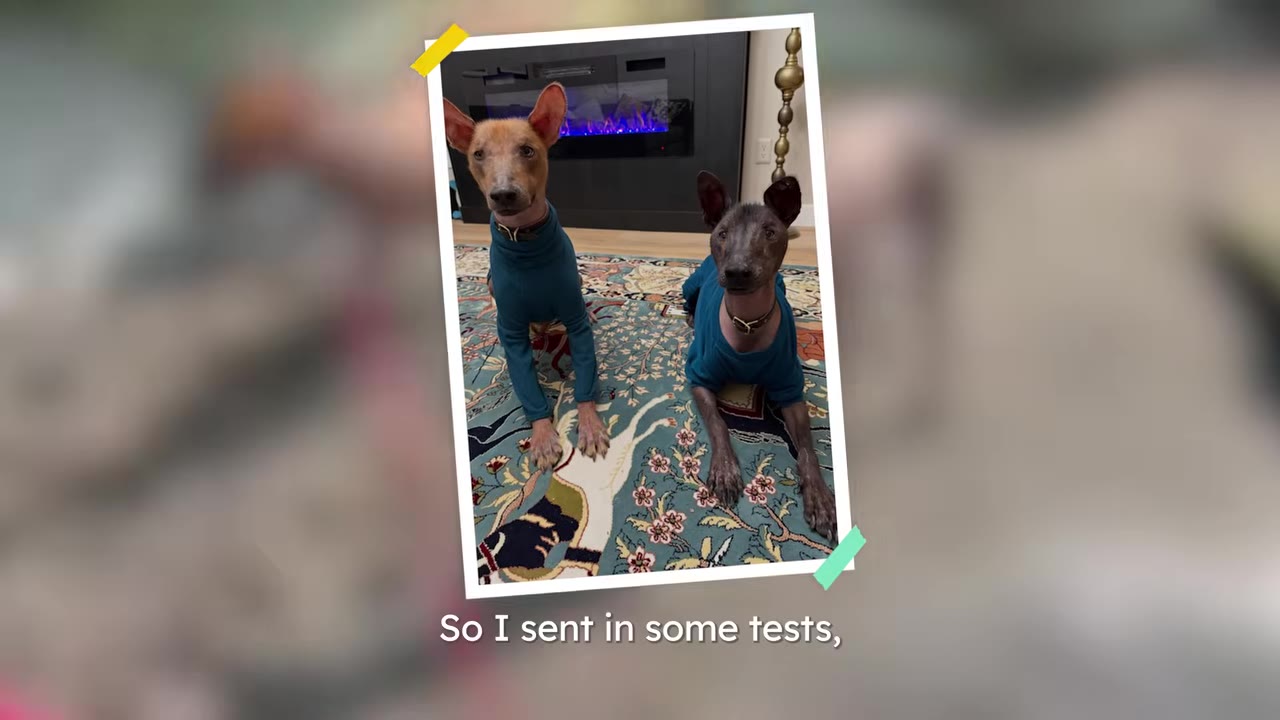 Two hairless dogs wearing blue shirts sitting side by side on a patterned rug indoors.