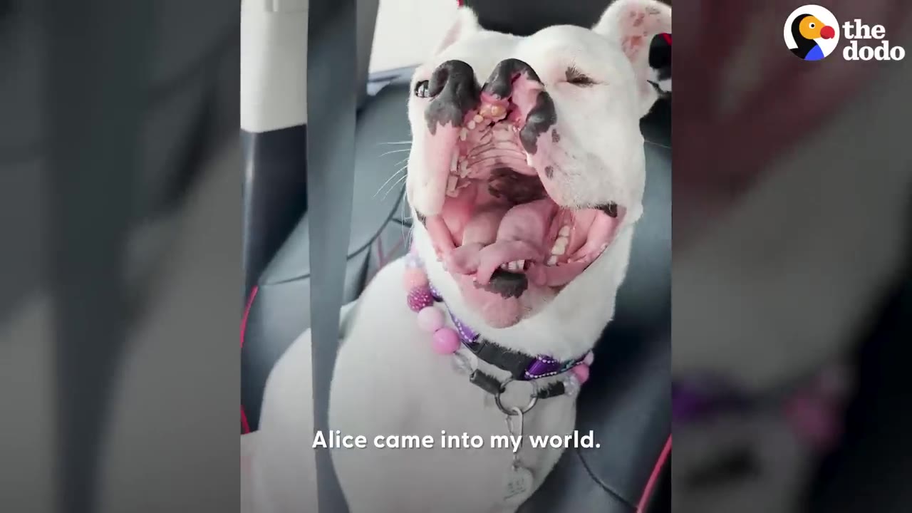 A white dog with a cleft nose sitting in a car with her mouth open while wearing a pink beaded collar.