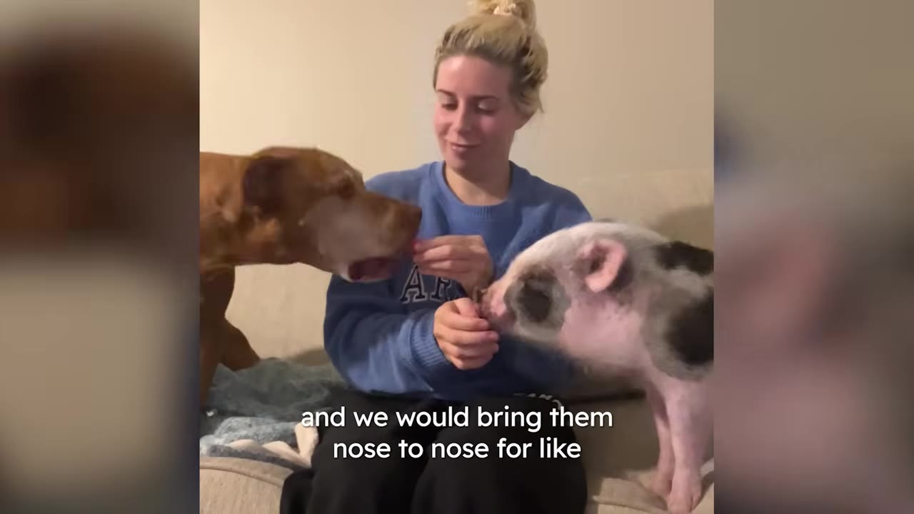 A woman sitting on a couch feeds treats to a brown dog on her left and a small spotted pig on her right.
