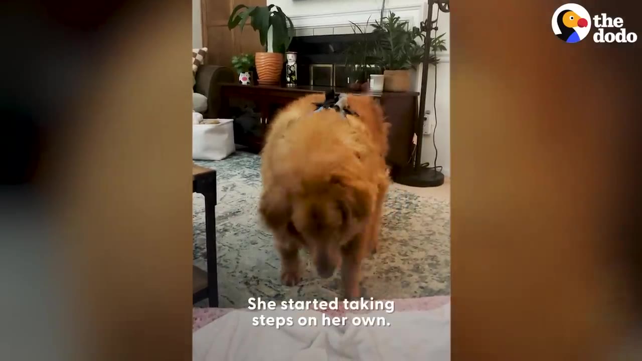 A golden retriever wearing a harness walks forward indoors across a patterned rug.