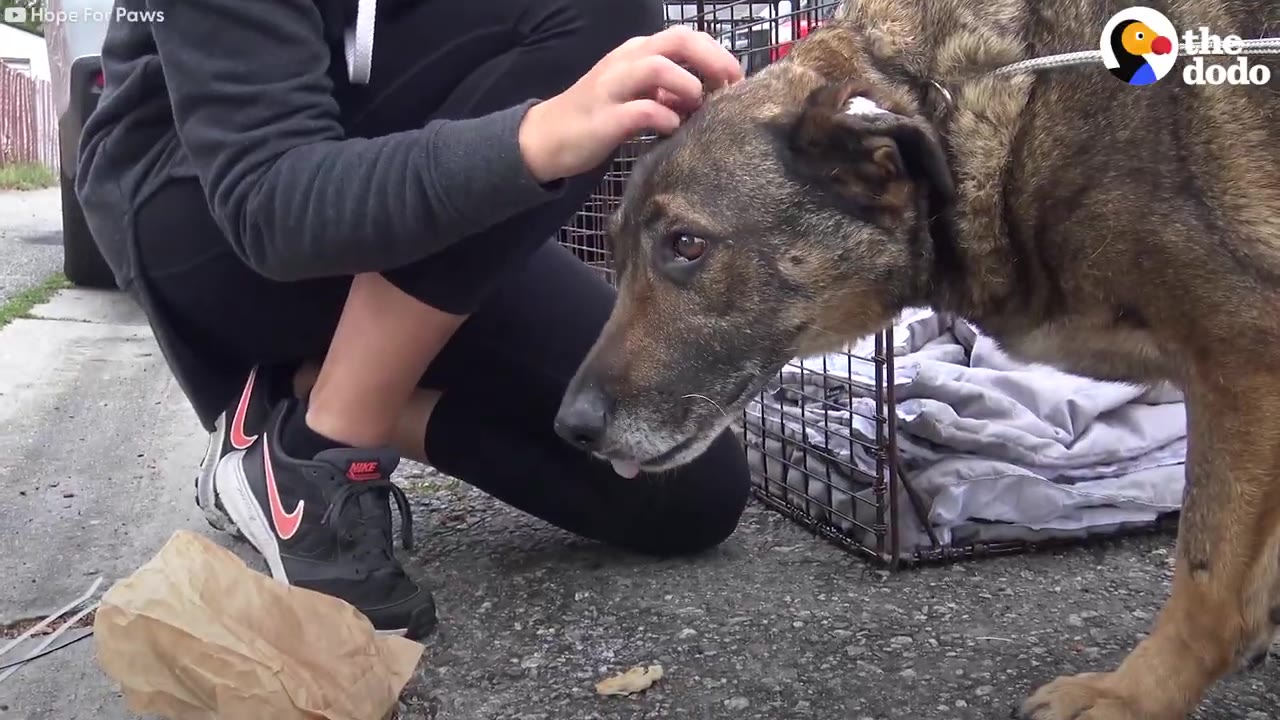 A rescuer gently pets a brindle dog on the head near an open crate on the pavement.