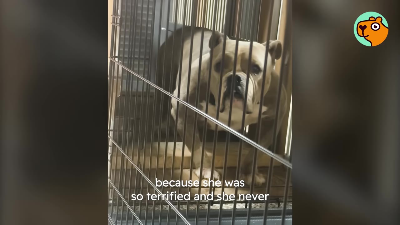 A bulldog standing inside a metal crate looking out with a concerned expression.