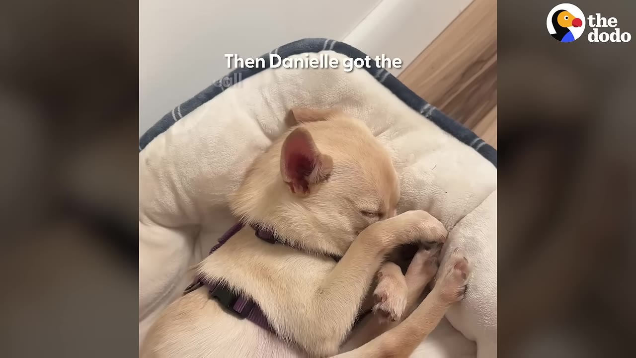 A small tan Chihuahua-mix dog wearing a purple harness sleeps curled up in a plush white dog bed, covering its face with its paws.