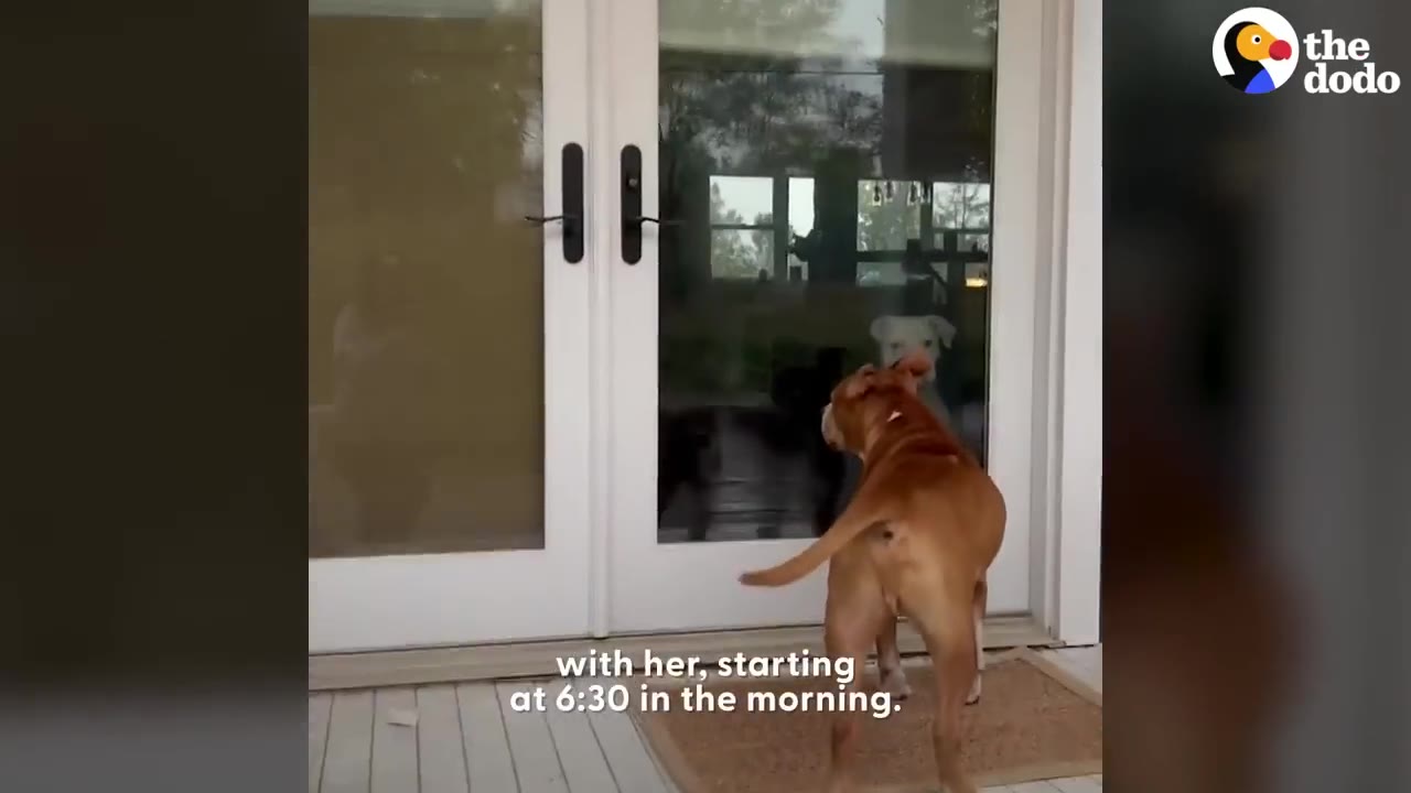 A brown dog stands on a porch looking through a glass door at a white dog standing inside.