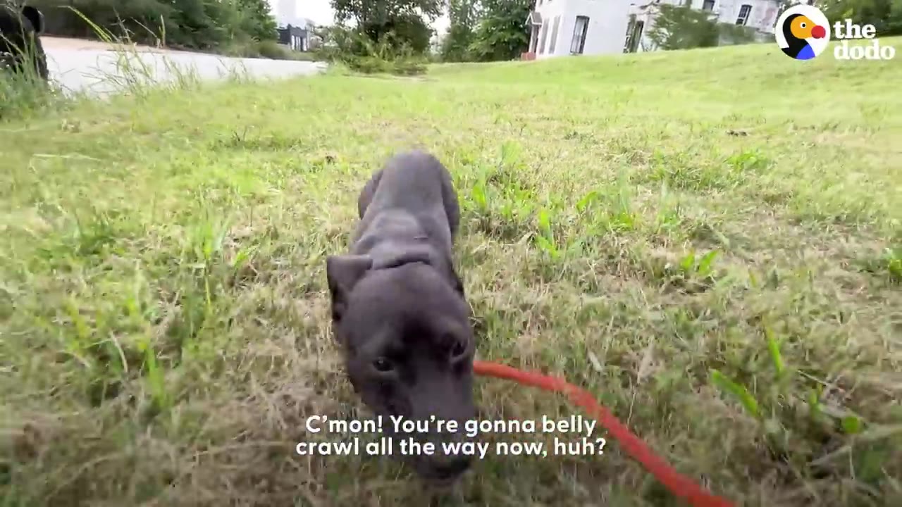 A black dog belly crawling across grassy ground while attached to an orange leash.