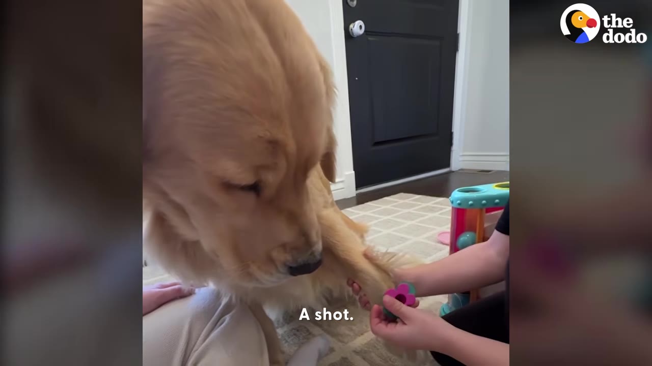 A golden retriever sits patiently while a child holds its paw with a colorful toy tool.