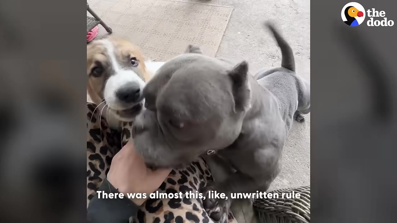 A grey bulldog-type dog and a brown-and-white puppy interact closely with a person's hand.