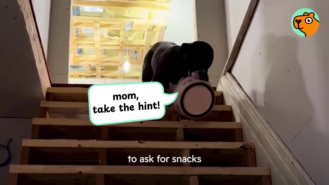 A dog walking down a wooden staircase carrying a bowl in its mouth.