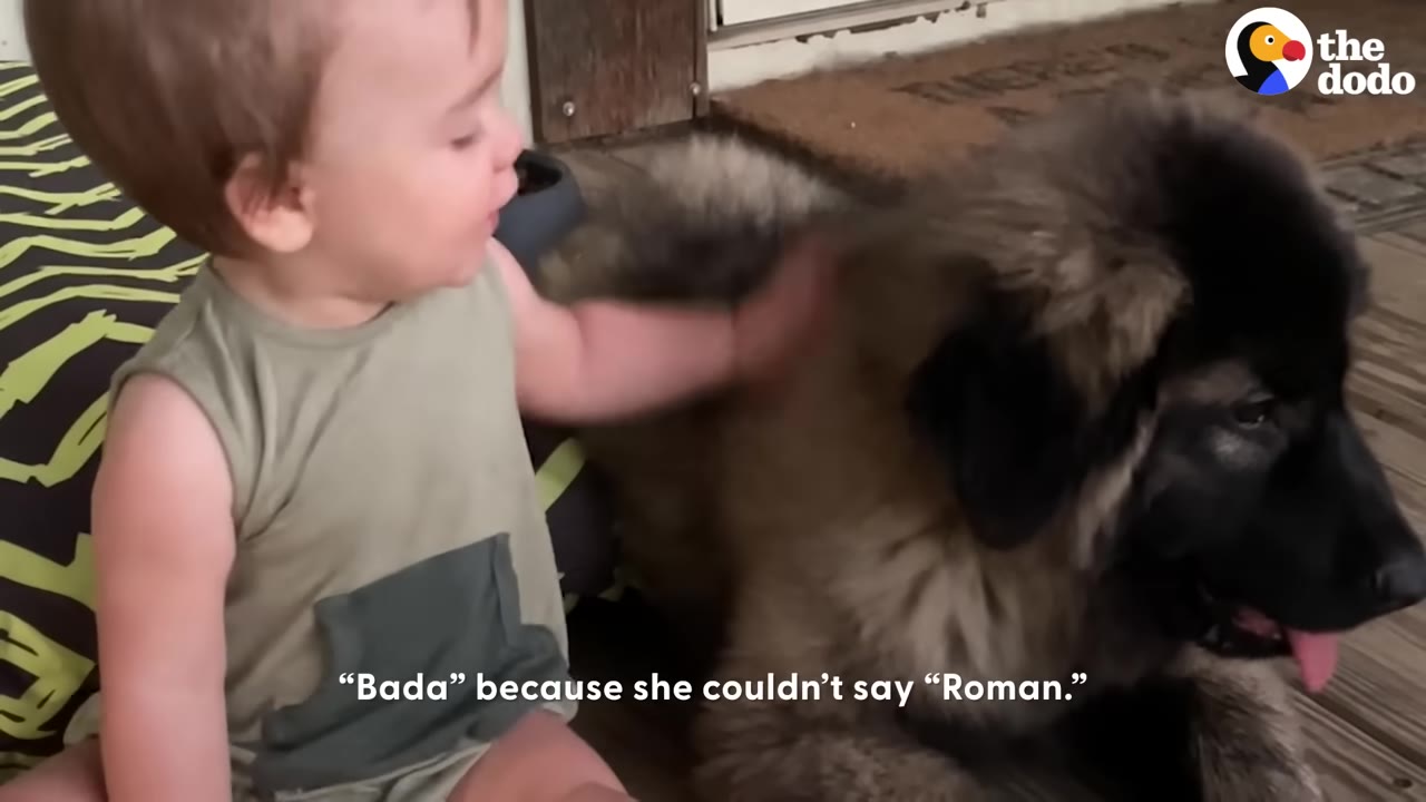 A young toddler sitting next to a large fluffy dog and petting its side.