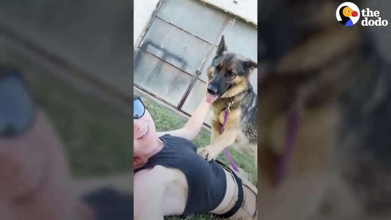 A German Shepherd dog with a purple leash attached to its collar stands over a smiling woman lying on the grass.