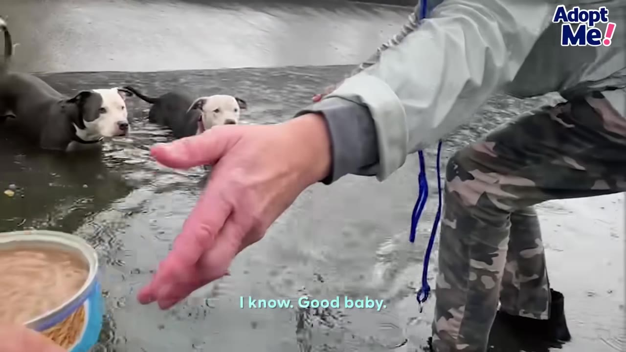 A person holding open an open can of canned pet food in shallow water, gesturing toward two dogs standing nearby.