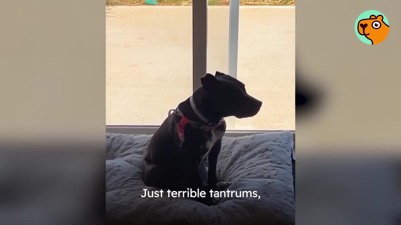 A black pit bull mix sitting solemnly on a dog bed in front of a glass sliding door.