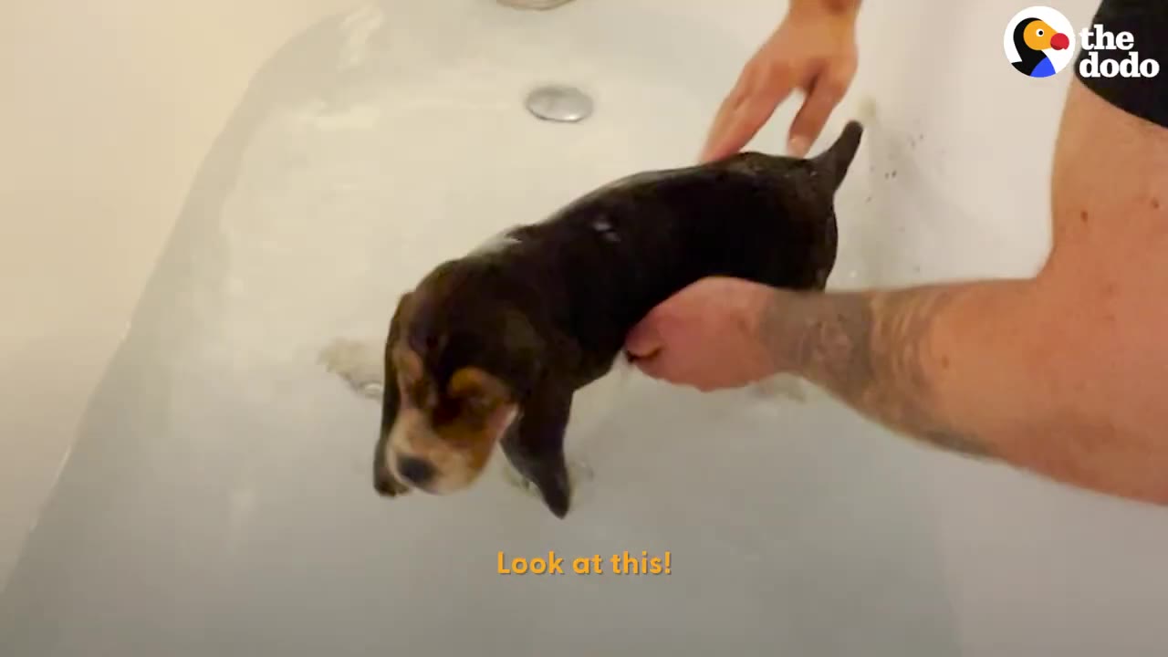 A person gently holds and guides a small puppy standing in a bathtub filled with shallow water.