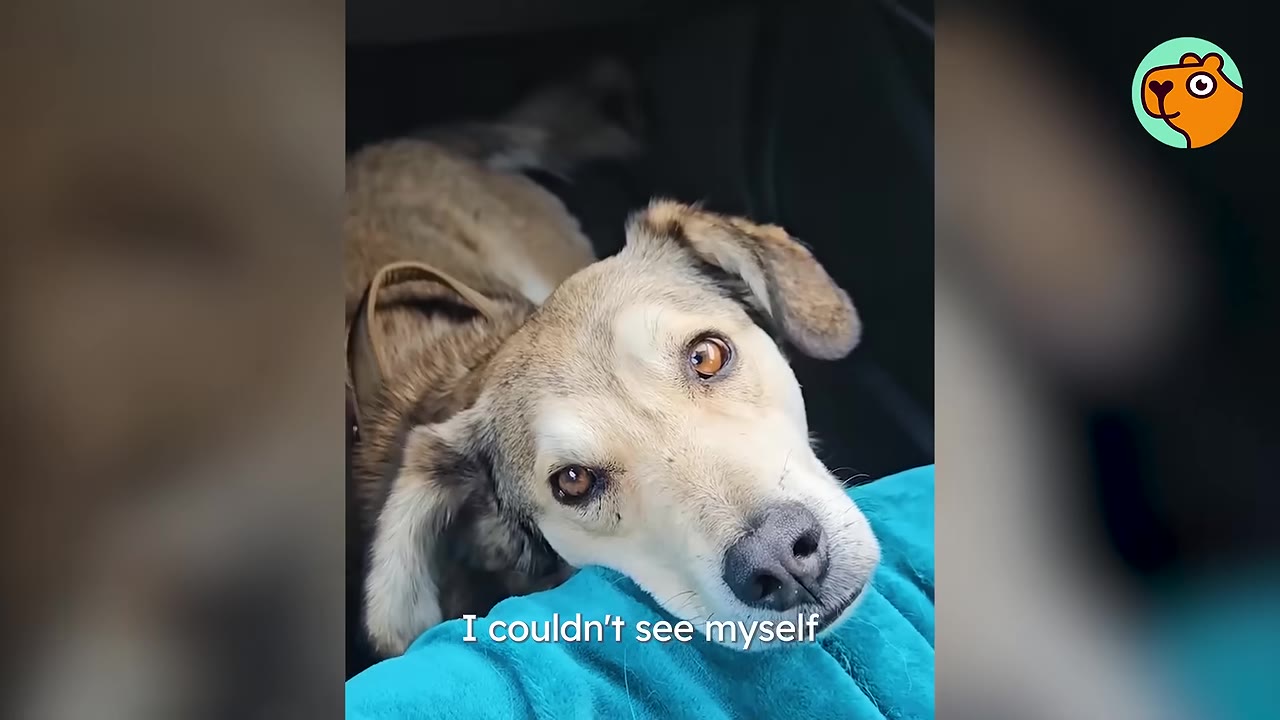 A tan and white dog rests its muzzle gently against a blue fabric surface while looking up with expressive eyes.