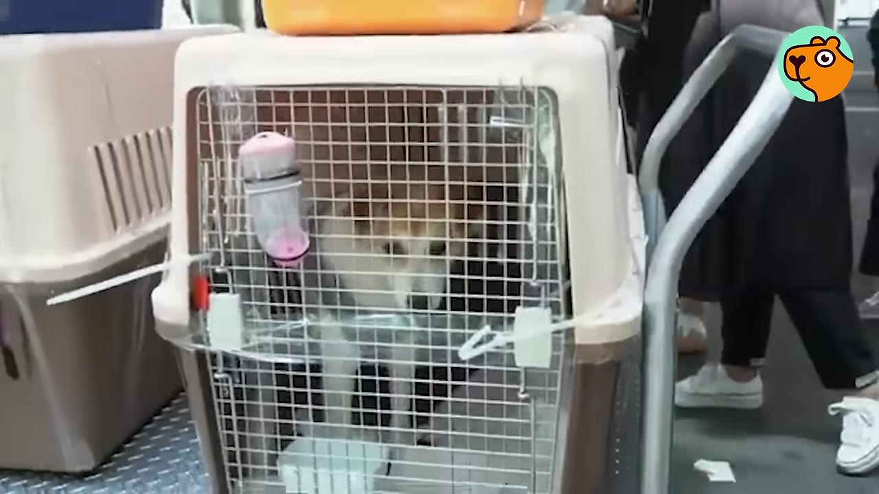 A small brown and white dog looking out from inside a plastic pet travel crate.