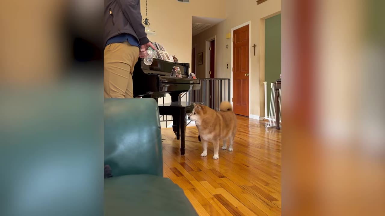 A Shiba Inu dog stands on a polished wooden floor, looking up towards a person standing next to a black grand piano.