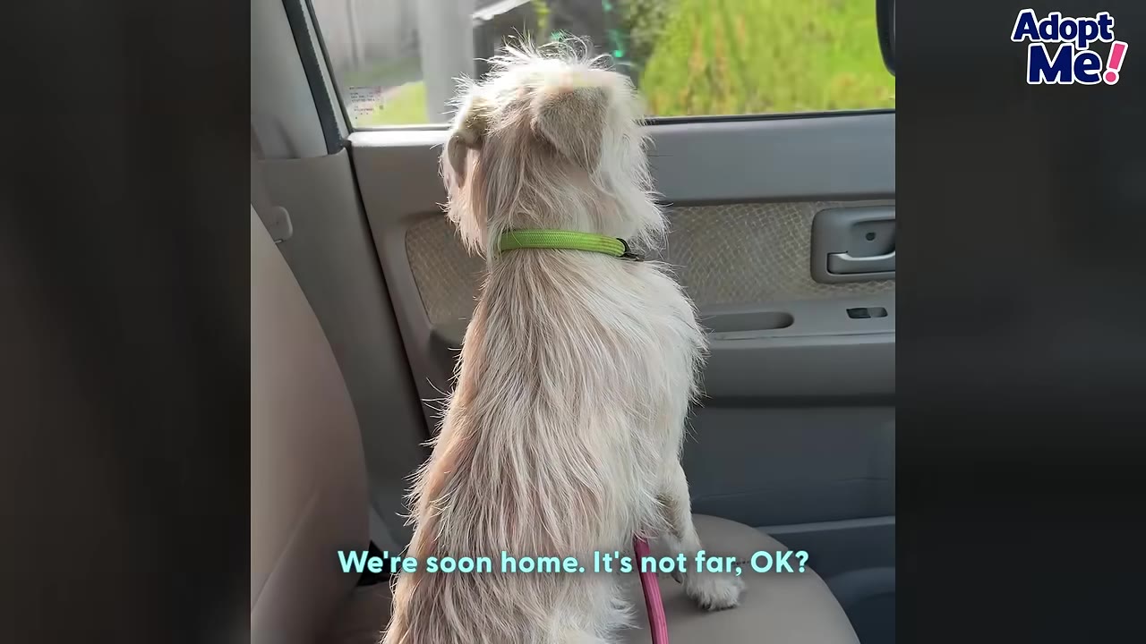 A small, scruffy white dog with a green collar sits on a car seat, looking out the window.