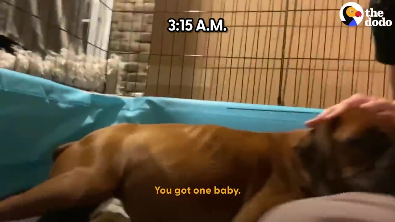 A brown dog lying down inside a blue playpen receiving gentle pets on its head