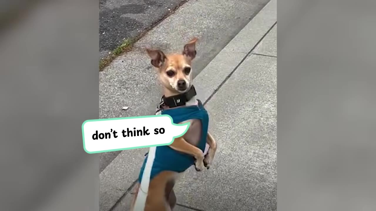 A small chihuahua-mix dog wearing a teal vest standing upright on its hind legs on a sidewalk, looking directly at the camera.