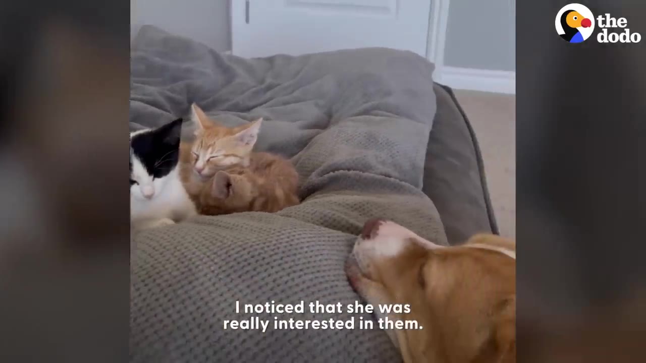 A dog rests its snout on a cushion, looking closely at a group of small kittens lying together.